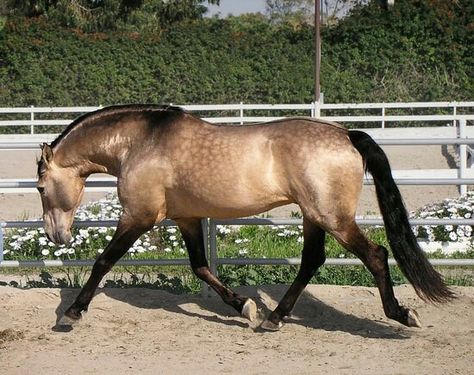 Sooty Buckskin- bay based plus one dilute gene. No dorsal stripe, leg or shoulder barrings. Lusitano Stallion, Buckskin Horse, Lusitano Horse, Horse Colors, Quarter Horses, Horse Boarding, Andalusian Horse, American Quarter Horse, Horse Crazy