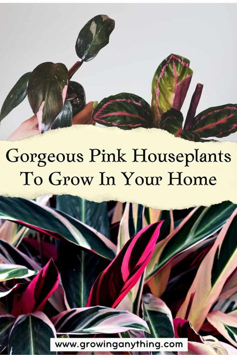 41 Gorgeous Pink Houseplants To Grow In Your Home 2024 Pink Plants Indoor Houseplant, Pink Indoor House Plant, Pink Plant Aesthetic, Pink Houseplants, Tall House Plants, Moses In The Cradle, Pink Succulents, Grow Butterflies, Flamingo Plant