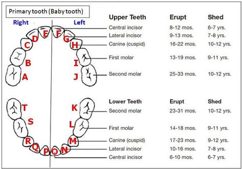 Wondering when your children's primary teeth erupt? Check out this chart! Ever wondered what primary teeth we are talking about? Primary (baby) teeth are charted by letters. Permanent teeth are charted by numbers. Tooth Eruption Chart, Teeth Eruption Chart, Dental Charting, Baby Tooth Chart, Teeth Chart, Teething Chart, Dental Assistant School, Teeth Eruption, Dental Assistant Study