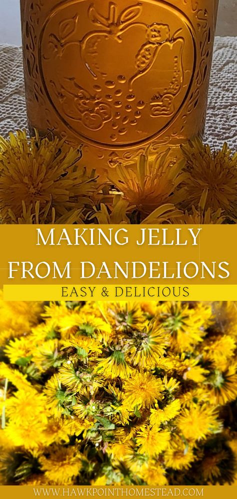 This dandelion jelly recipe is so fun to make from the dandelions in your yard.  Just pick them and follow the easy recipe with just a few ingredients.  A wonderful honey-like jelly that is great on toast, biscuits or with vanilla ice cream.  So fun for an activity with kids, plus it makes a wonderful gift. Canned Recipes, Canning Instructions, Canning Gifts, Dandelion Benefits, 4h Ideas, Gift Jars, Easy Canning, Dandelion Wine, Wild Foraging