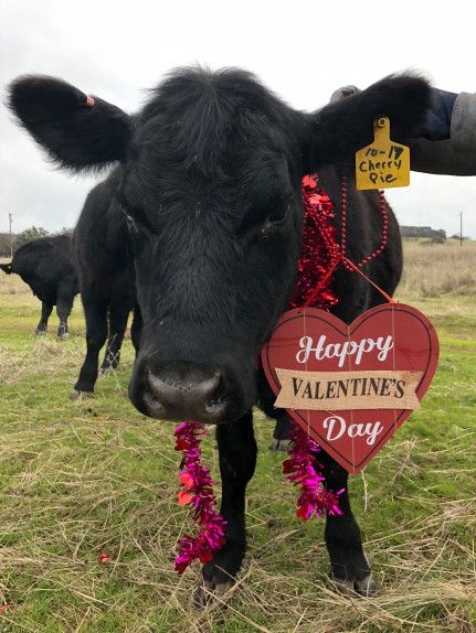 Cherry Pie the cow was born right after the Cherokee Fire in October 2017 and has become a huge pet since then. She wishes all our readers a happy Valentine’s Day. Readers can submit photos for “Hot Shot” consideration to photo@chicoer.com. (Megan Brown — Contributed)By CONTRIBUTED |PUBLISHED: February 13, 2019 Valentines Cow, Megan Brown, Cow Pasture, Country Tattoos, Cow Photos, Farm Pictures, Valentines Patterns, Cow Pictures, Highland Cows