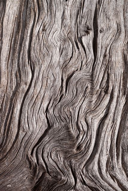 thinking about wood | Flickr - Photo Sharing! Grey Photography, Tree Bark Texture, Tree Textures, 3d Cnc, Into The Wood, Texture Inspiration, Photo Texture, Organic Forms, Art Texture