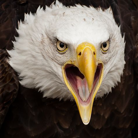 screaming eagle Angry Eagle, Eagle Head Photography, Eagle Soaring, Eagle Artwork, Screaming Eagle, Angry Animals, Eagle Images, Eagle Drawing, Eagle Wallpaper