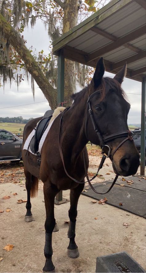 Eventing 
Dressage
Dark Bay Gelding
Horse 
Cute Bay Dressage Horse, Dark Bay Horse, Bay Horse, Andalusian Horse, Future Farms, Dressage Horses, Equestrian Life, Saddle Pads, Cute Horses