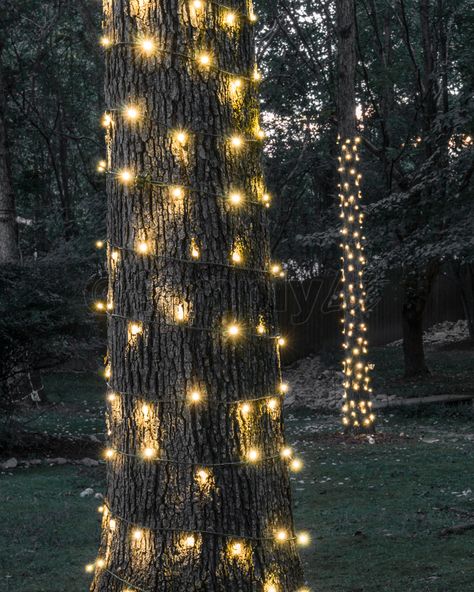 Wrapping tree trunks in the backyard is great way to add decorative lights to a backyard wedding. These warm white mini lights wrap the trunk to a height of about 20 feet from the ground. White Lights Backyard, Lights Around Tree Trunk, Outdoor Wedding Lights In Trees, Lighted Trees Outdoor, Wedding Outside Lights, Twinkle Lights In Trees, Backyard Tree Lighting Ideas, Trees Wrapped In Lights, Fairy Lights Trees Backyards