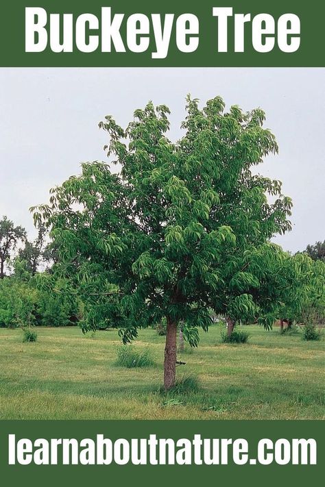 Buckeye Tree Ohio Buckeye Tree, Buckeye Balls, Buckeye Tree, William Henry Harrison, Ohio Buckeyes, Chestnut Trees, Unique Name, William Henry, Yard Care