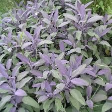 Purple Salvia, Landscape Planning, Salvia Officinalis, Sage Plant, Newbury Park, Purple Sage, Garden Shrubs, Mediterranean Garden, Landscape Plans