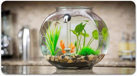 NoClean Aquariums GravityFlow2 Glass Self-Cleaning Fish Tank by Craig Wenger & David Turover — Kickstarter Unique Fish Bowls, Cleaning Fish Tank, Self Cleaning Fish Tank, Betta Fish Bowl, Glass Fish Bowl, Aquarium Stands, Diy Fish Tank, Console Shelf, Goldfish Bowl