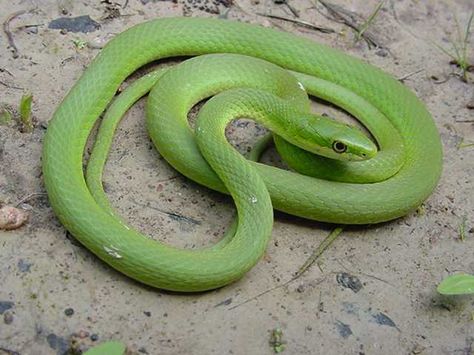 Rough green snake - these snakes have a unique diet, eating mostly crickets and other feeder insects Rough Green Snake, Mugger Crocodile, Giant Squirrel, Danger Noodle, Milk Snake, Rat Snake, Lisa Parker, Cotton Mouth, Super Snake