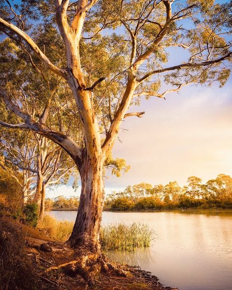 Gum Trees Australian, Australian Countryside, Bush Photography, Australian Landscapes, Australia Landscape, Australian Photography, Murray River, Tree Paintings, Bob Ross Paintings