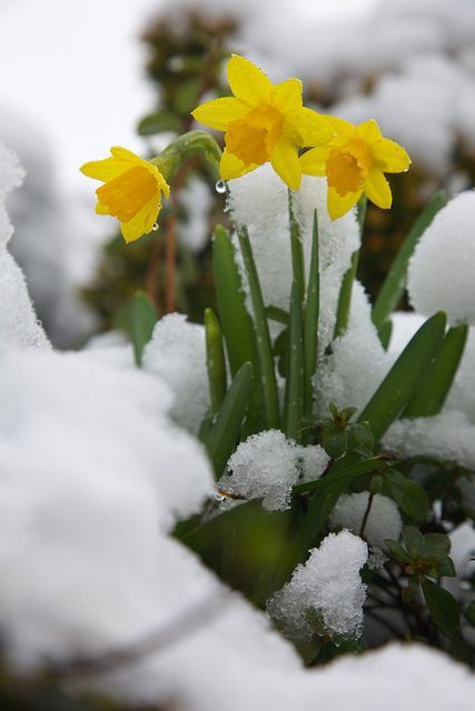 First daffodils in flower with the winter snow | We planted â¦ | Flickr Azalea Flower, Snow Flower, Daffodil Bulbs, End Of Winter, Winter Flowers, Spring Aesthetic, Gardening Supplies, Blooming Flowers, Spring Garden