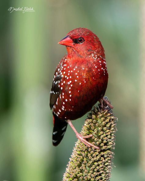 Strawberry Finch, Finch Bird, Finches Bird, Bird Drawings, Pretty Birds, Birds Of Prey, Bird Photography, Bird Watching, Pune