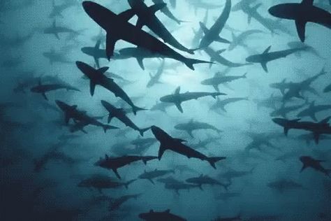 Stormy weather stirring up the sharks as well Sharks Swimming, Sharks, The Ocean, Swimming, Gif