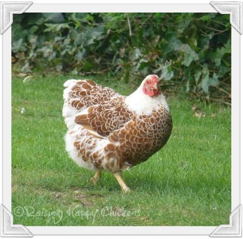 Blue Laced Red Wyandotte, Chicken Pets, Wyandotte Chickens, Laced Wyandotte, Chickens Backyard Breeds, Chicken Aesthetic, Wyandotte Chicken, Farming Animals, Chickens For Sale