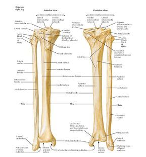 Tibia and Fibula Anatomy   Bones of right leg Anterior view Posterior view, Intercondylar eminence Intercondylar eminence, Lateral interc... Anatomi Dan Fisiologi, Joints Anatomy, Human Skeleton Anatomy, Human Muscle Anatomy, Anatomy Bones, Human Body Organs, Skeleton Anatomy, Basic Anatomy And Physiology, Human Body Anatomy