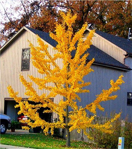 9b Plants, Sassafras Tree, Ginkgo Biloba Tree, Zone 9b, Landscaping Decor, Ginko Biloba, Trees Autumn, Autumn Leaf Color, Ginkgo Tree