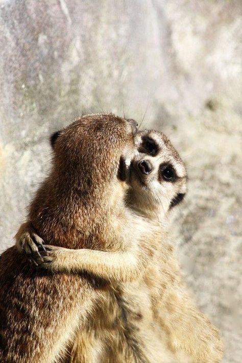 Baby Meerkat, Animals Kissing, Cute Animal Tattoos, Tattoo Nature, Wallpaper Aesthetics, Cat Family, Auckland New Zealand, Baby Puppies, Amazing Facts