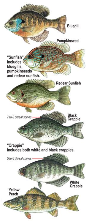 Crappie Lures, Fish Chart, Crappie Fishing Tips, Homemade Fishing Lures, Fish Artwork, Crappie Fishing, Fishing Techniques, Fish Drawings, River Fishing