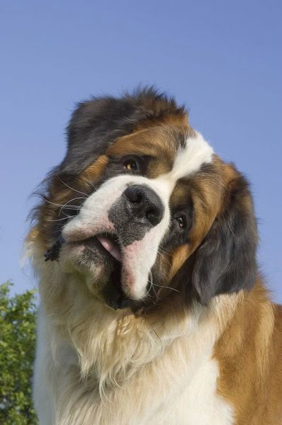 Tilted Head, St Bernard Puppy, St Bernard Dogs, Bernard Dog, Domestic Animals, Pretty Dogs, St Bernard, Pretty Animals, Saint Bernard