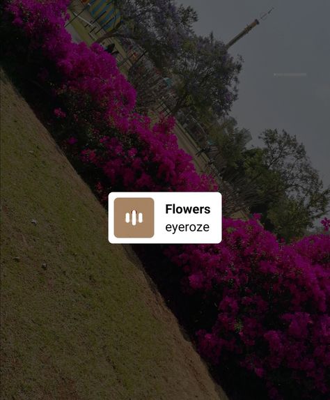 Flowers | Aesthetic | Music | Songs Aesthetic | Instagram Stories | Aesthetic Music Songs, Instagram Story Music, Songs Aesthetic, Aesthetic Instagram Stories, Story Music, Music Flower, Aesthetic Music, Flowers Aesthetic, Instagram Aesthetic