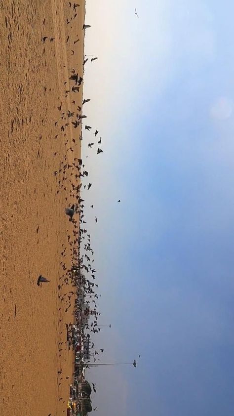 Pigeons flying in marina beach during morning | Beach pictures, Travel photography, Beach waves Morning Beach Pictures, Pigeons Flying, Beach Birds, Morning Beach, Fast Shutter Speed, Marina Beach, Deep Thinking, Photography Beach, Best Camera