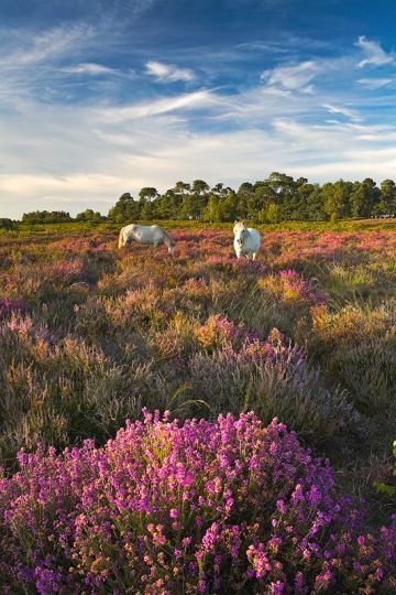 New Forest Pony, The New Forest, Desain Editorial, British Countryside, New Forest, English Countryside, Land Scape, Beautiful World, Hampshire