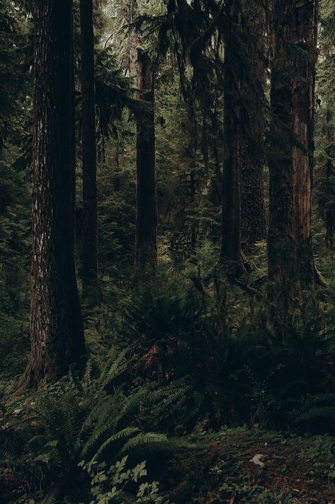 Forest Pics, Green Academia, The Woods, Dark Naturalism, Dark Forest Aesthetic, Cottagecore Art, Dark Green Aesthetic, Forest Photos, Nature Wallpapers