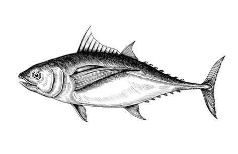 Download free image of Hand drawn tuna fish about sea food, fish drawing, fin, tuna, and animal 406818 Tuna Drawing, Tuna Illustration, Fish Black And White, Fish Sketch, Image Of Fish, Seahorse Tattoo, Drawn Fish, Art Journal Resources, Boho Painting