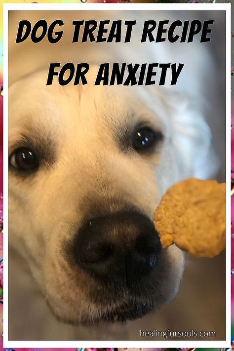 Dog Lover - Stay on top of the amazing and greatest deal. Click to visit IMMEDIATELY! Natural Dog Treats Recipes, Calming Treats For Dogs, Homemade Pet Treats, Meds For Dogs, Pet Treats Recipes, High Strung, Cbd Dog Treats, Dog Treat Recipe, Easy Dog Treat Recipes