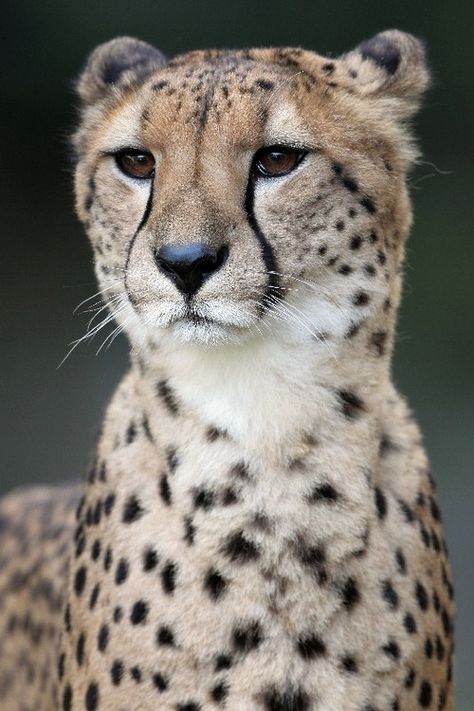 Sitting Cheetah, Majestic Cats, African Cats, Exotic Cats, Gorgeous Cats, Why So Serious, Majestic Animals, Cheetahs, Large Cats