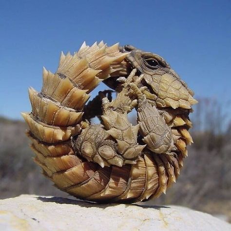 Animals GeoLife on Instagram: “Guys I Recommend You To Follow @animals_seekers She is Posting Beautiful Animals Content - Armadillo Girdled Lizard 🦎 - Photo by : Send me…” Armadillo Lizard, Badass Pictures, Reptiles And Amphibians, Lizards, Nature Images, Creature Design, Amphibians, Animal Kingdom, Reptiles