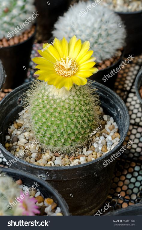 flower cactus of parodia cactus on pot,yellow blossom cactus decoration in garden #Ad , #PAID, #parodia#pot#flower#cactus Types Of Cactus Plants, Small Cactus Plants, Fairy Castle Cactus, Easter Cactus, Succulent Garden Indoor, Indoor Cactus, Barrel Cactus, Cactus Types, Yellow Blossom