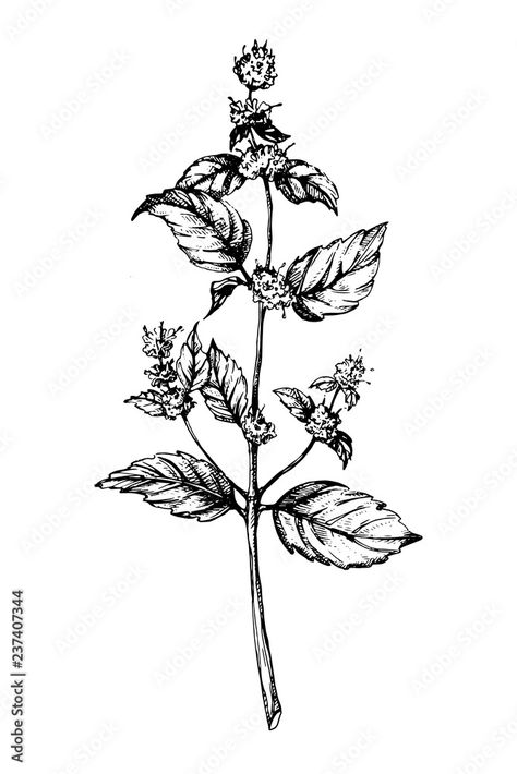 Peppermint Plant Tattoo, Spearmint Tattoo, Mint Tattoo, Branch Tattoo, Lotus Flower Tattoo, Flower Tattoo, Tatting, Tattoo Ideas, Mint