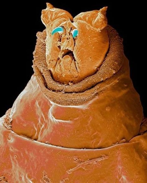 Some random beasties under an electron microscope... - damn nature you scary post - Imgur Scanning Electron Microscope Images, Electron Microscope Images, Macro Photography Insects, Foto Macro, Scanning Electron Microscope, Microscopic Organisms, Scanning Electron Micrograph, Microscopic Photography, Photo Macro