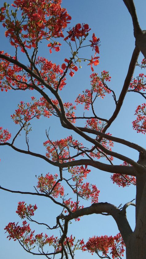 Gulmohar Tree, Pretty Flowers Photography, Connie Springer, Nature Background Images, Photo Frame Wallpaper, Sky Photography Nature, Flowery Wallpaper, Flower Iphone Wallpaper, Nothing But Flowers