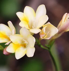 Cut Flower Food, Flowers Name List, Freesia Flowers, Flower Garden Design, Cut Flower Garden, Flower Names, Replant, Floral Wire, Flowers Garden