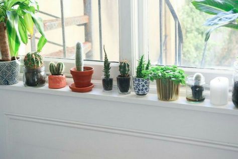 Kitchen Windowsill Decor, Small American Kitchen, Narrow Window, Poppy Deyes, Plants Window, Windowsill Plants, University Hall, Window Ledge, Where It All Began