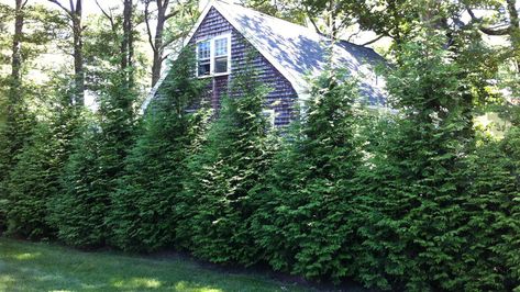 10 Evergreen Shrubs for Privacy (Zone: 3 – 7) – Grow Beautifully Green Giant Tree, Fast Growing Shade Trees, Green Giant Arborvitae, Giant Arborvitae, Thuja Green Giant, Shrubs For Privacy, Evergreen Landscape, Leyland Cypress, Fast Growing Evergreens