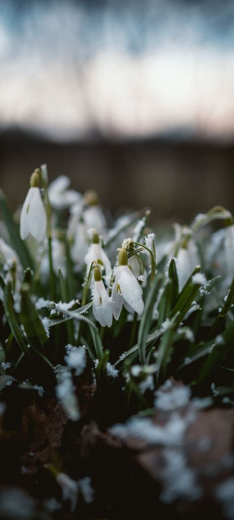 Snow Covered Flowers, Snowdrop Flower Wallpaper, Leaves Photo, Iphone11 Pro, Spotify Covers, Plant Images, Free Iphone Wallpaper, Free Plants, Best Iphone Wallpapers