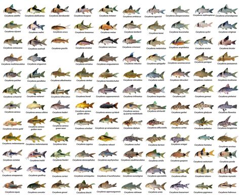 CHART SHOWING ALL VARIETIES OF CORYDORAS CATFISH Corydoras Catfish, Fish Posters, Aquarium Catfish, Cory Catfish, Fish Chart, Ikan Air Tawar, Tropical Fish Aquarium, Tropical Freshwater Fish, Guppy Fish