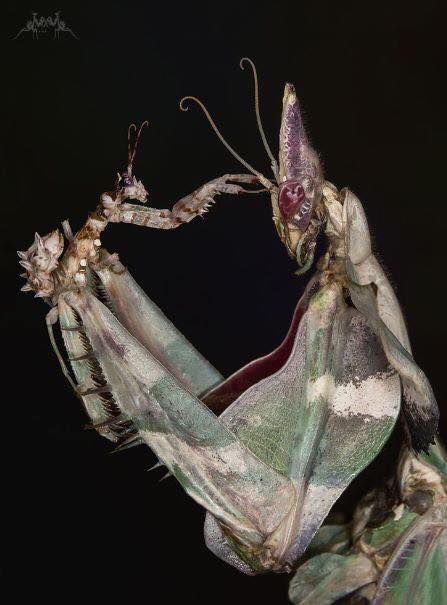 Cool Insects, Cool Bugs, Beautiful Bugs, Praying Mantis, Creepy Crawlies, Arthropods, Insect Art, Arachnids, Creature Feature