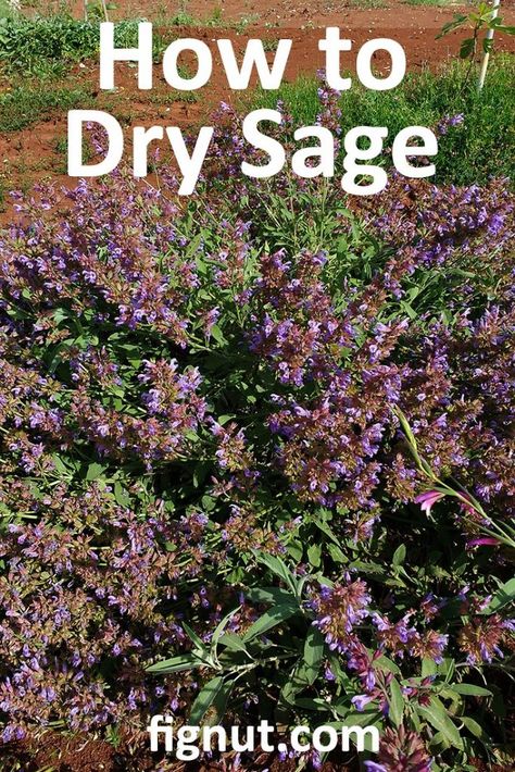 Uses For Epsom Salt, Mexican Sage, Dry Sage, Sage Flowers, Grow Seeds, Texas Sage, Sage Plant, Plant Friends, Canning Food Preservation