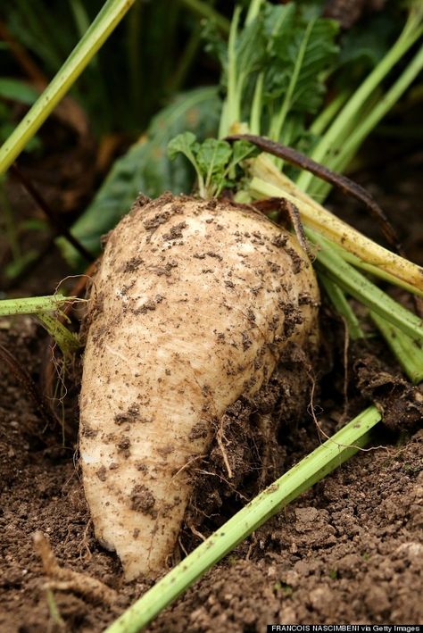 Your Sugar Might Be Made With Animal Bones. Sorry, Vegans. | HuffPost Life Sugar Beets, Sugar Beet, Animal Bones, Egypt Travel, Food Tips, Beets, Food Hacks, Eden, Utah