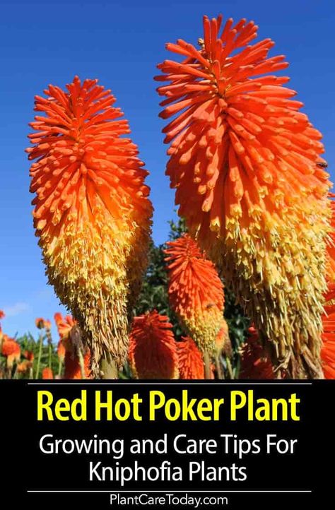 Kniphofia (red hot poker plant) clustered red and yellow tubular on top of a thick, succulent poker-straight stem, used in mixed beds, borders, and rock gardens. [DETAILS] Kniphofia Red Hot Poker, Red Hot Poker Plant Care, Red Hot Poker Flower, Red Garden Flowers, Red Hot Poker Plant Landscaping, Hot Poker Plant, Landscape Planters, Red Hot Poker Plant, Torch Lily