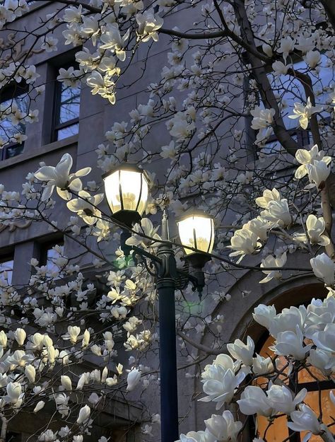 Wow Photo, White Lilac, Fotografi Vintage, Japon Illustration, Nothing But Flowers, Pretty Landscapes, Flower Therapy, Pretty Photos, Nature Aesthetic