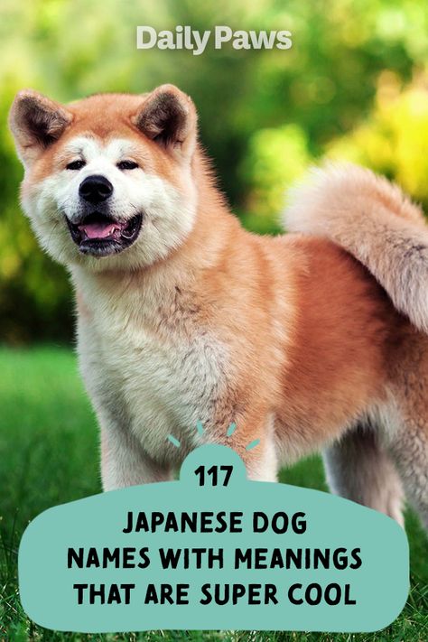 From Taedo (loyal) to Momo (peaches), these unique Japanese names for your pet really stand out! #dognames #puppynames #puppyparents #cutedognames Unique Japanese Names, Japanese Dog Names, Cool Dog Names, Male Dog Names Unique, Puppy Names Unique, Boy Puppy Names, Brown Dog Names, Japanese Food Names, Japanese Boy Names