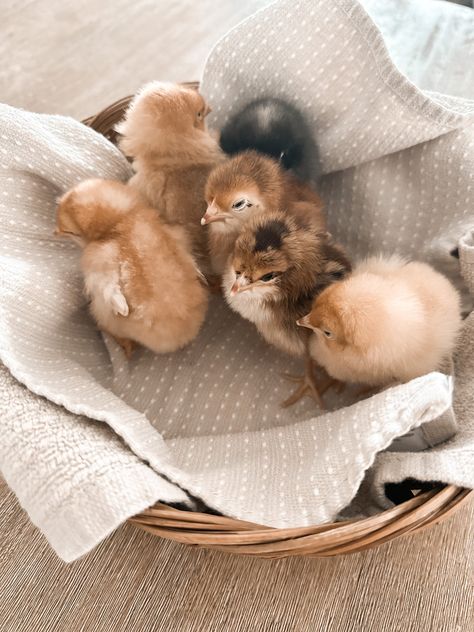 Baby Chick Pictures, Baby Chick Photoshoot, Chick Photo Shoot, Baby Chicks Aesthetic, Chicks Aesthetic, Chickens Aesthetic, Baby Chicks Photography, Chick Aesthetic, Bird Photoshoot