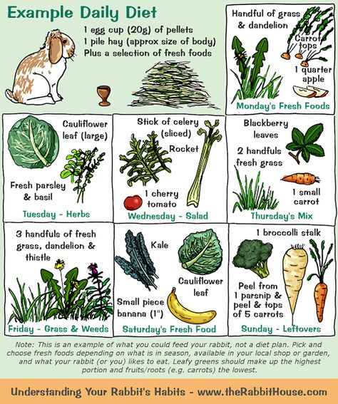 As an example, a rabbit could have 1 egg cup of pellets and a pile of hay per day, plus a selection of vegetables. One day it might be a cau... Rabbit Diet, Pet Rabbit Care, Meat Rabbits, Rabbit Treats, Bunny Hutch, Raising Rabbits, Pet Bunny Rabbits, Indoor Rabbit, Bunny Care