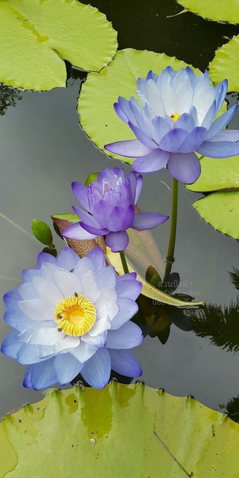 Blue Water Lilies, Nymphaea Lotus, Lotus Artwork, Flower Gardening Ideas, Lilly Prints, Lotus Flower Pictures, Lily Wallpaper, Lotus Flower Art, Lilly Flower