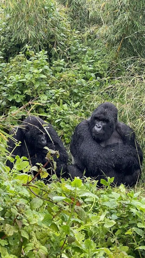 Ultimate Traveler’s Guide to Rwanda Gorilla Trekking 2024 | Johnny Africa Rwanda Gorilla Trek, Rwanda Gorilla Trekking, Rwanda Travel, Gorilla Trekking, Mountain Gorilla, Volcano National Park, Rainy Season, Many People, Travel Experience